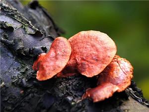 【源宇生物科技】為什么破壁靈芝孢子粉小孩不能吃?